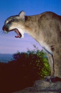 /reviews/ec4000/ec4cougarsmorig.jpg