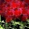 Rose Pattern
