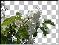 /tutorial/html/tutmini/lilacs.jpg