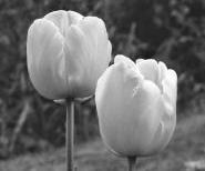The Black and White Picture